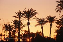 Image du Maroc Professionnelle de  Un fabuleux coucher du soleil sur la palmeraie de Marrakech, juste avant le développement de l'urbanisme de Marrakech, qui a impliqué un très vaste programme croissant de construction. Lundi 19 Août 1997. Youssef ben Tachfine des Almoravides avait crée cette vaste palmeraie sous forme d'oasis irriguée par un réseau de canalisations ancestral souterrain khettara, pour exploiter les nappes phréatiques locales. Ce havre de paix peut être visité en voiture, ou à dos de chameau. (Photo / Abdeljalil Bounhar) 